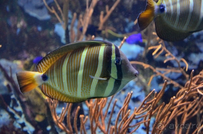 Сингапурские заметки. День первый