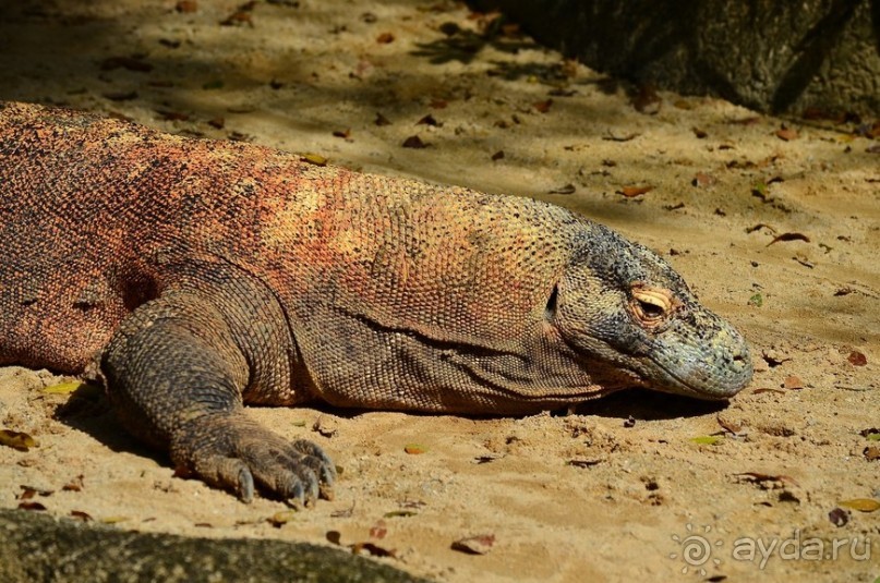 Сингапурские заметки. День первый