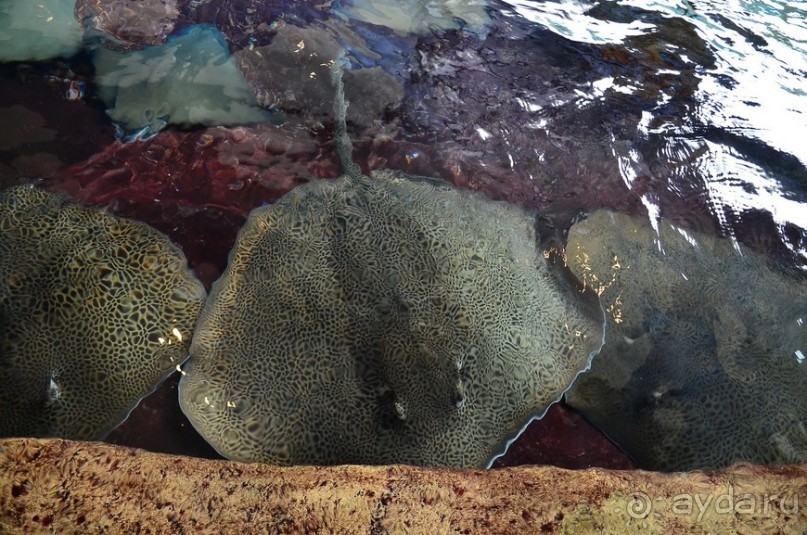 Сингапурские заметки. День первый