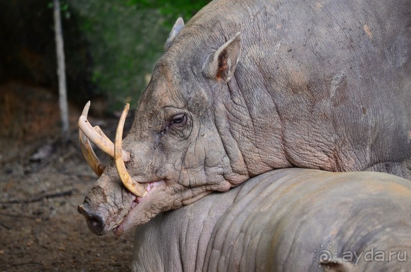 Сингапурские заметки. День первый