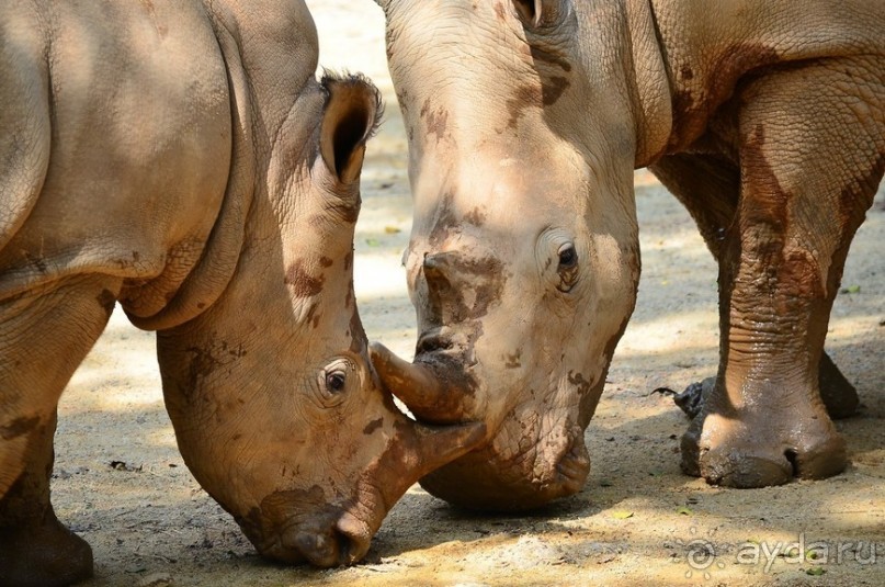 Сингапурские заметки. День первый