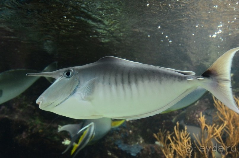 Сингапурские заметки. День первый