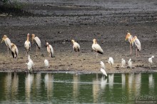 Сингапурские заметки. День второй