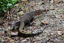 Сингапурские заметки. День второй
