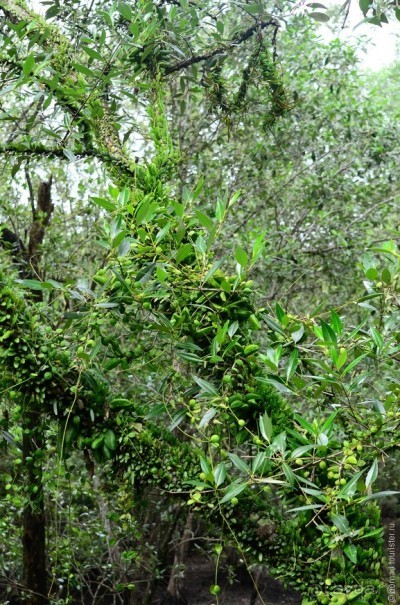 Сингапурские заметки. День второй