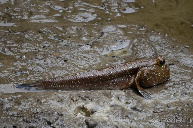 Сингапурские заметки. День второй