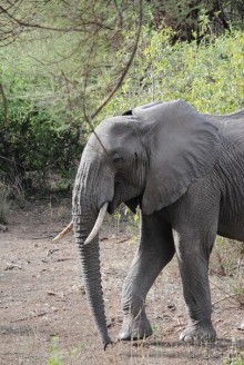 Танзания, Маньяра