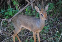 Танзания, Маньяра