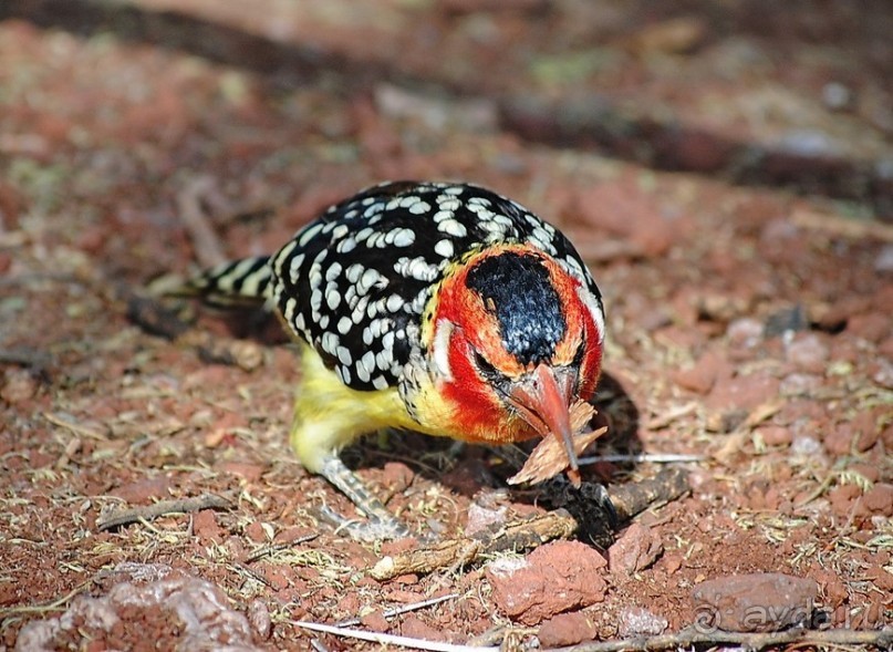 Танзания, Маньяра