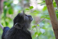 Танзания, Маньяра