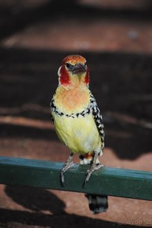 Танзания, Маньяра