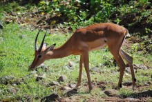 Танзания, Маньяра