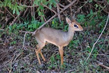 Танзания, Маньяра