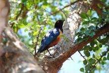 Танзания, Маньяра