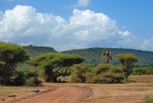 Танзания, Маньяра