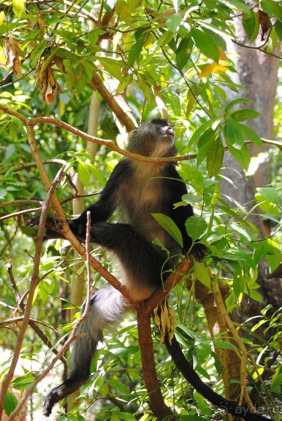 Танзания, Маньяра