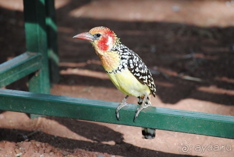 Танзания, Маньяра