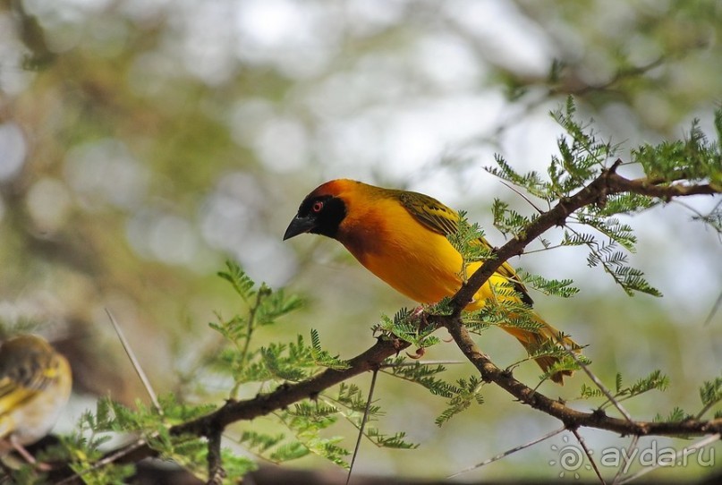 Танзания, Маньяра