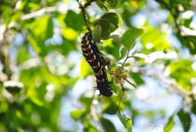 Танзания, Маньяра