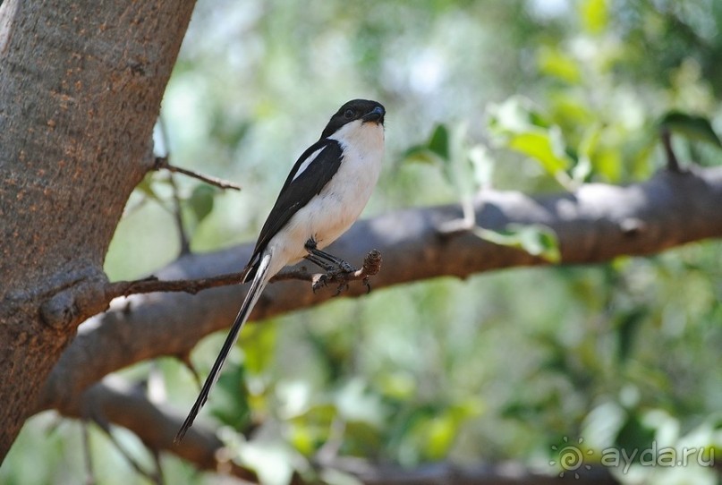 Альбом отзыва "Танзания, Маньяра"