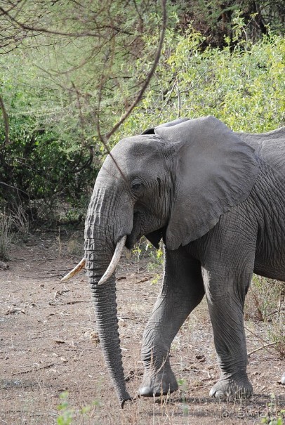 Альбом отзыва "Танзания, Маньяра"
