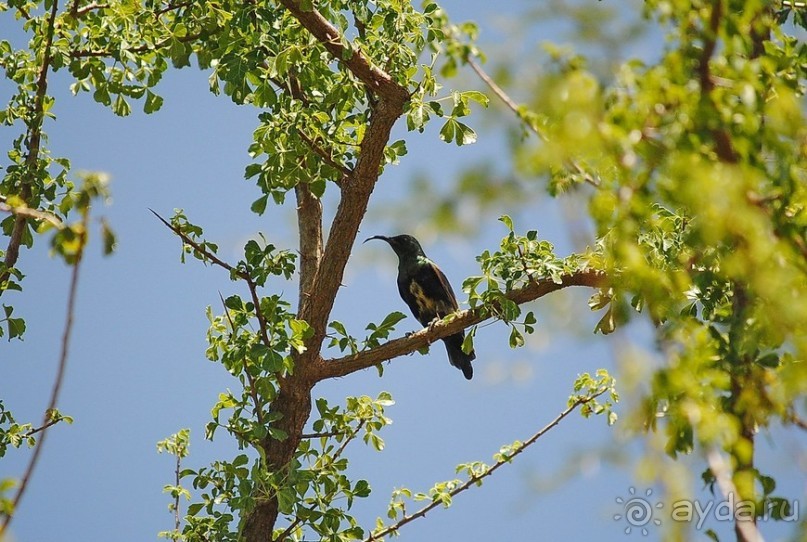 Альбом отзыва "Танзания, Маньяра"