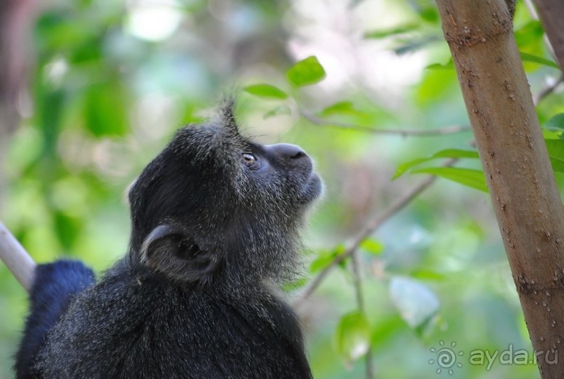 Альбом отзыва "Танзания, Маньяра"