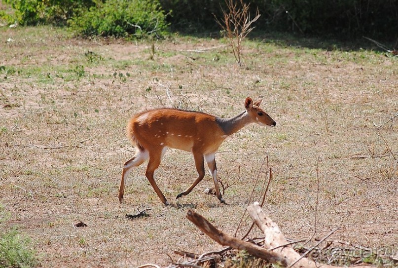 Альбом отзыва "Танзания, Маньяра"