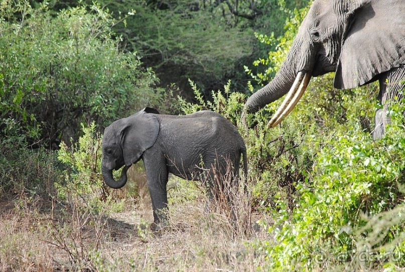 Альбом отзыва "Танзания, Маньяра"