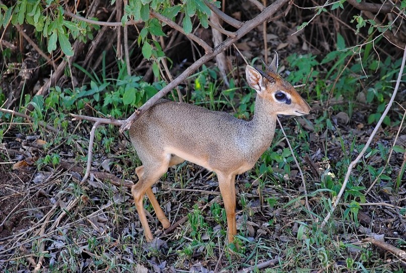 Альбом отзыва "Танзания, Маньяра"