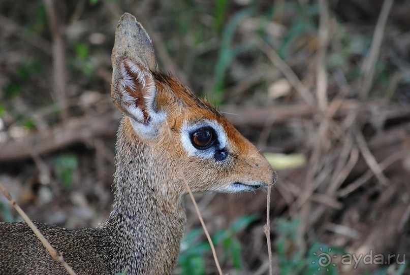 Альбом отзыва "Танзания, Маньяра"