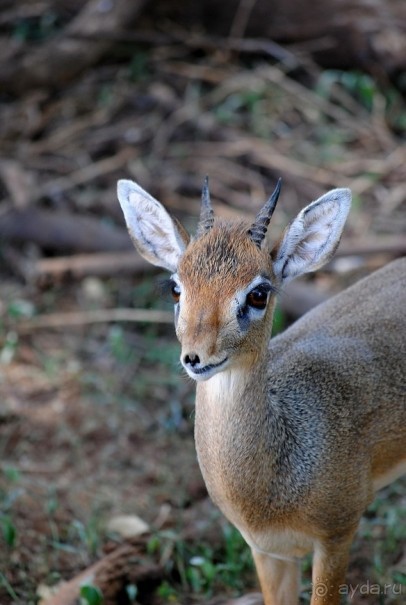 Альбом отзыва "Танзания, Маньяра"