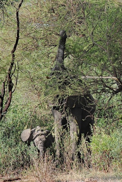 Альбом отзыва "Танзания, Маньяра"