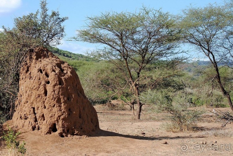 Альбом отзыва "Танзания, Маньяра"