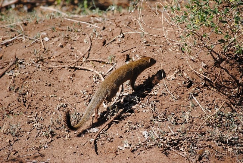 Альбом отзыва "Танзания, Маньяра"