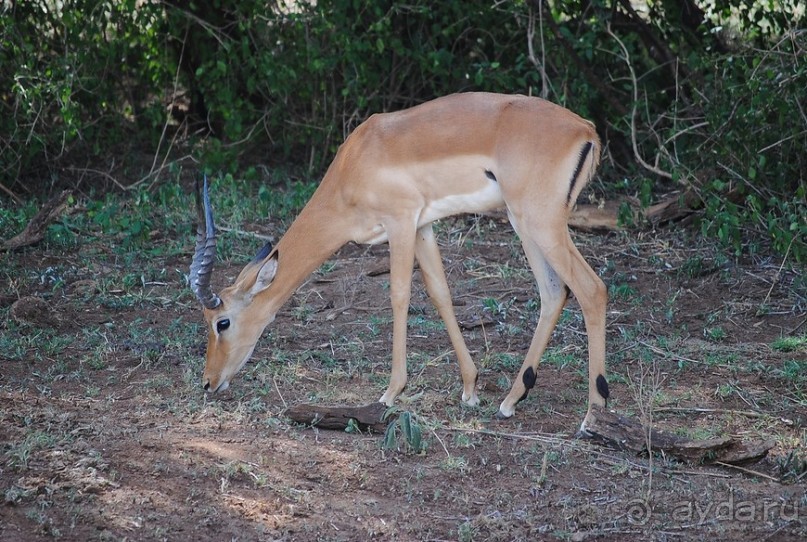 Альбом отзыва "Танзания, Маньяра"