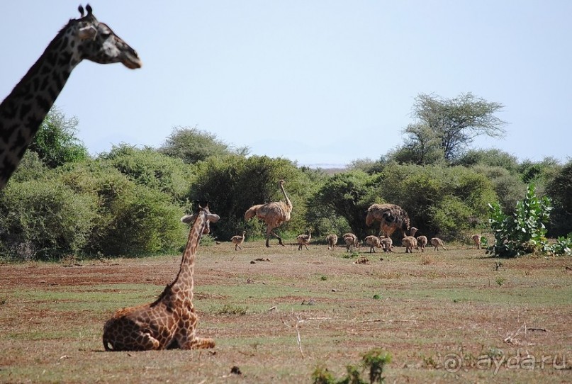 Альбом отзыва "Танзания, Маньяра"