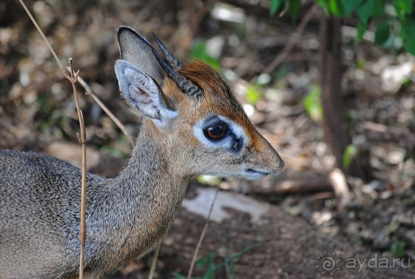Альбом отзыва "Танзания, Маньяра"