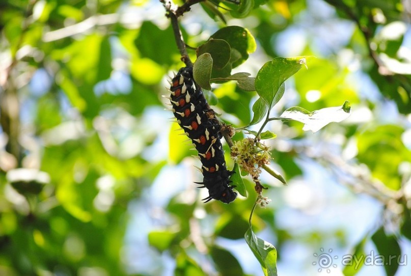 Альбом отзыва "Танзания, Маньяра"