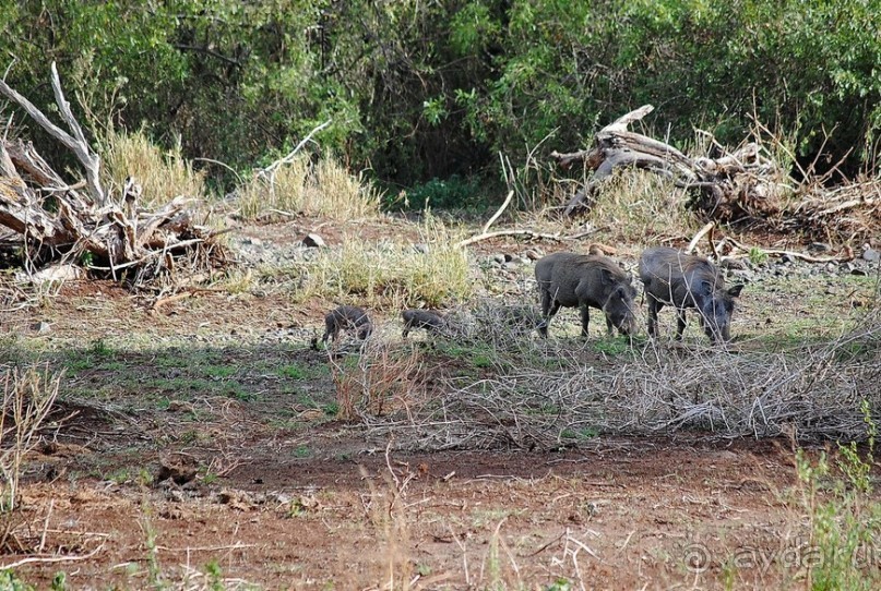 Альбом отзыва "Танзания, Маньяра"