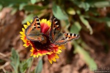 Затерянные Гималаи, Непал-Бутан. Часть 12