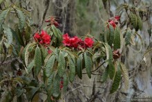 Затерянные Гималаи, Непал-Бутан. Часть 12