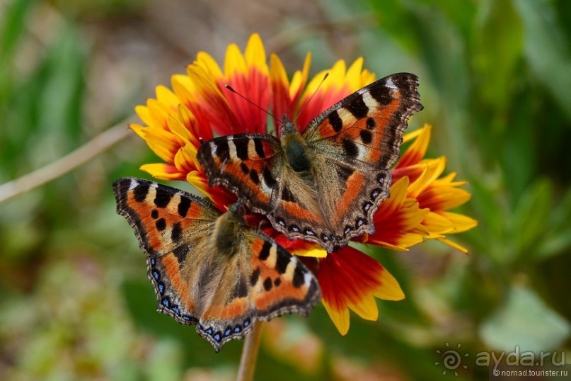 Затерянные Гималаи, Непал-Бутан. Часть 12