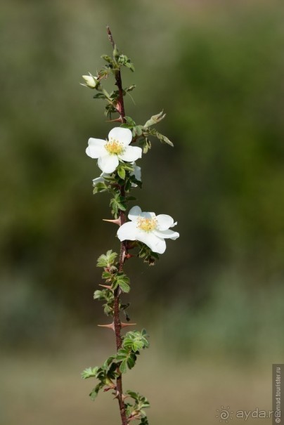 Затерянные Гималаи, Непал-Бутан. Часть 12