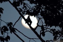 ТАИЛАНДиЯ. Часть 10, камбоджийская