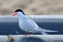 2226 километров по стране чудес. Исландия. Часть 5