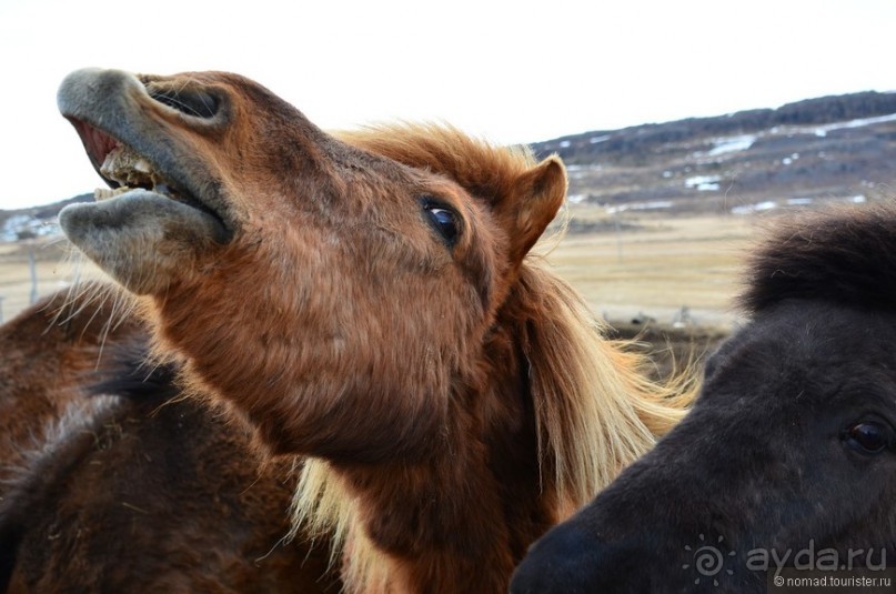 2226 километров по стране чудес. Исландия. Часть 5