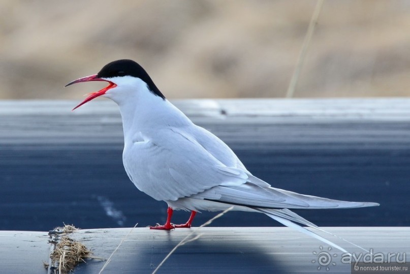 2226 километров по стране чудес. Исландия. Часть 5