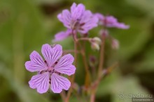 Страна хачкаров и алых маков. Часть 7