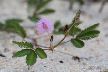 Чунга-Чанга - Ко Панган